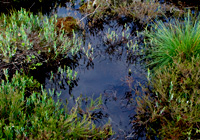 Regeneration im Moor