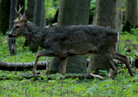 Rehbock im Haarwechsel