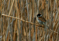 Rohrammer (Emberiza schoeniclus)