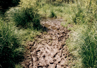 Trittschäden im Naturschutzgebiet