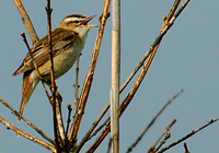 Schilfrohrsänger (Acrocephalus schoenobanus)