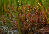 Schlenkenvegetation