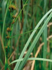 Schneidried (Cladium mariscus)