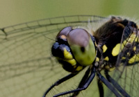 Portrait einer Schwarzen Heidelibelle