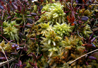 Sphagnum/Torfmoos