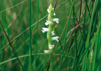 Sommer-Drehwurz (Spiranthes aestivalis)