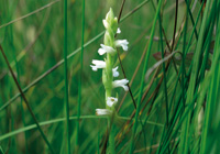 Sommer-Drehwurz (Spiranthes aestivalis)