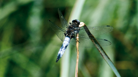 Spitzenfleck (Libellula fulva)