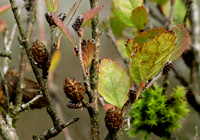 Strauchbirke (Betula humilis)