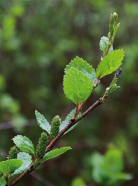 Frischer Strauchbirkentrieb