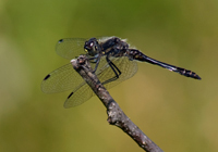 Schwarze Heidelibelle