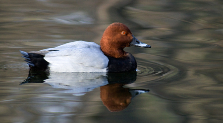 Tafelente (Aythya ferina)