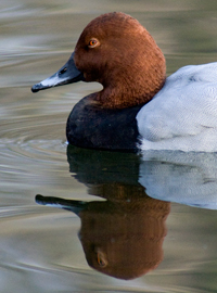 Tafelente, Spiegelportrait