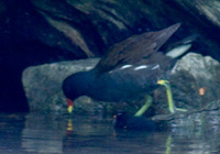 Teichhuhn mit Jungem