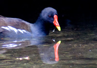 Teichhuhn mit Spiegelbild