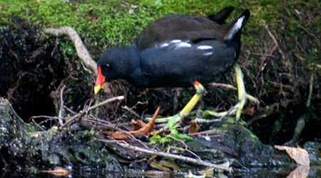 Teichhuhn