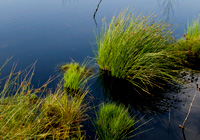 Wiedervernässter Torfstich