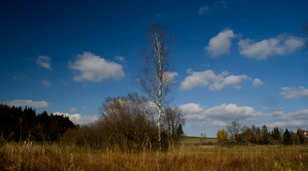 Lebensraum Übergangsmoor