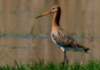 Uferschnepfe (Limosa limosa)