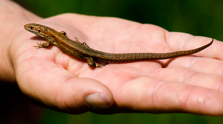 Waldeidechse (Zootica vivipara)