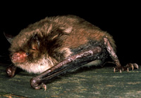 Wasserfledermaus (Myotis daubentonii)