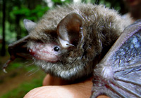 Wasserfledermaus Portrait