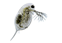 Wasserfloh (Daphnia spec.)