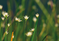 Weißes Schnabelried (Rhynchospora alba)