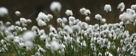 Wollgrasblüte im Hochmoor