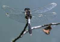 Zierliche Moosjungfer (Leucorrhinia caudalis)