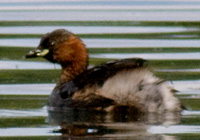 Zwergtaucher (Tachybaptus ruficollis)