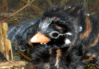 Zwergtaucher (Tachybaptus ruficollis)