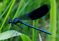 Prachtlibelle und Azurjungfer