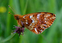 Hochmoor-Perlmuttfalter und Große Moosjungfer